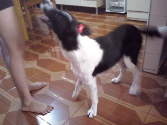 Cachorro ra a SRD idade 3 anos nome Nina