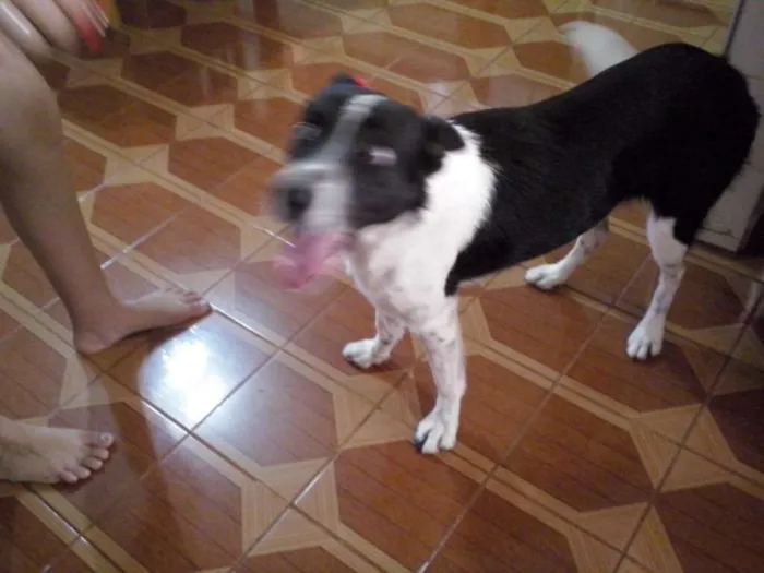 Cachorro ra a SRD idade 3 anos nome Nina