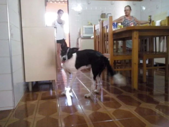 Cachorro ra a SRD idade 3 anos nome Nina