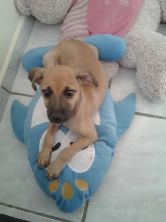 Cachorro ra a Vira Lata idade 2 a 6 meses nome Sam