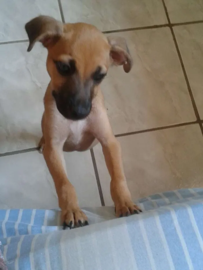 Cachorro ra a Vira Lata idade 2 a 6 meses nome Sam