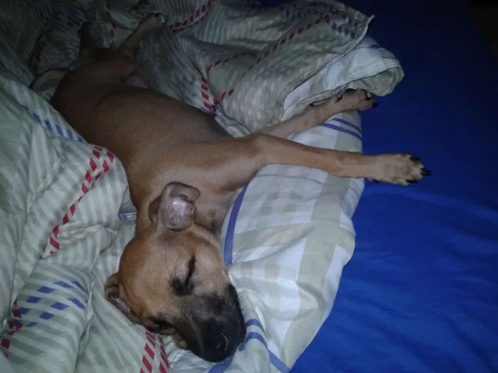 Cachorro ra a Vira Lata idade 2 a 6 meses nome Sam