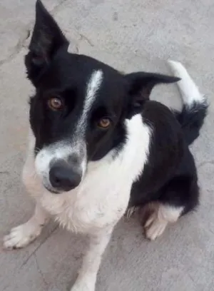 Cachorro raça SRD idade 3 anos nome Nina