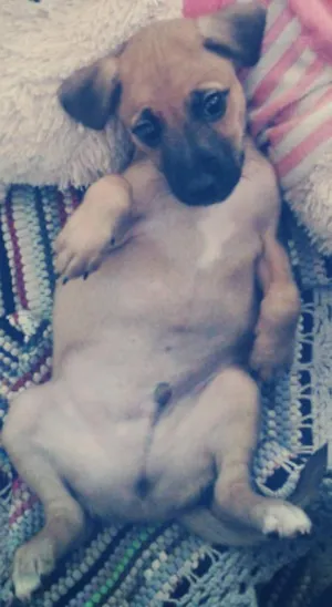 Cachorro raça Vira Lata idade 2 a 6 meses nome Sam