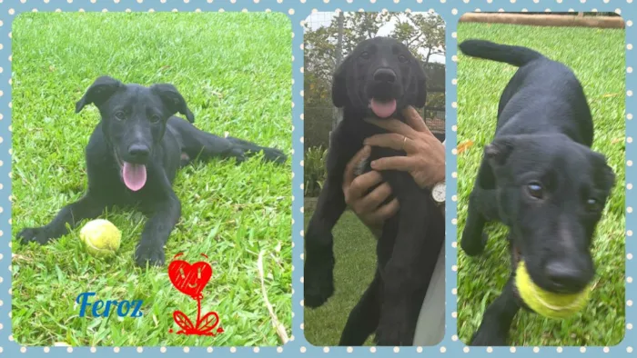 Cachorro ra a SRD idade 2 a 6 meses nome Feroz