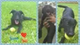 Feroz