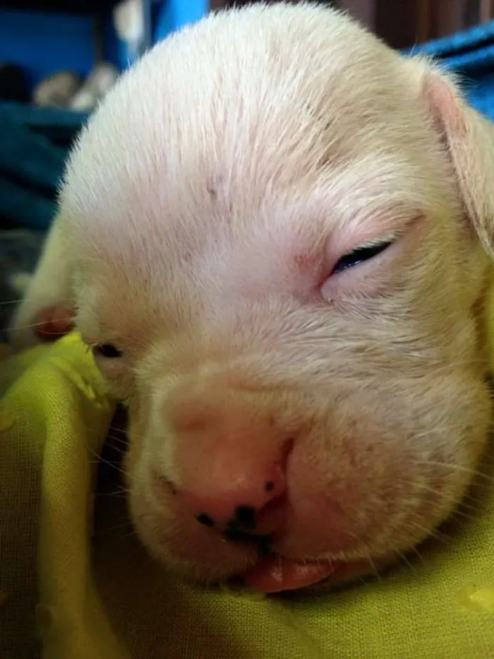 Cachorro ra a boxer com pastor alemão idade Abaixo de 2 meses nome 6 filhotes de boxer