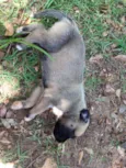 6 filhotes de boxer