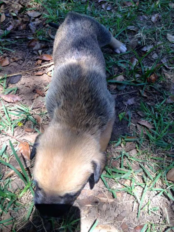 Cachorro ra a boxer com pastor alemão idade Abaixo de 2 meses nome 6 filhotes de boxer