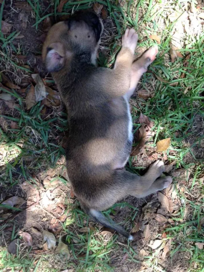 Cachorro ra a boxer com pastor alemão idade Abaixo de 2 meses nome 6 filhotes de boxer