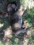6 filhotes de boxer