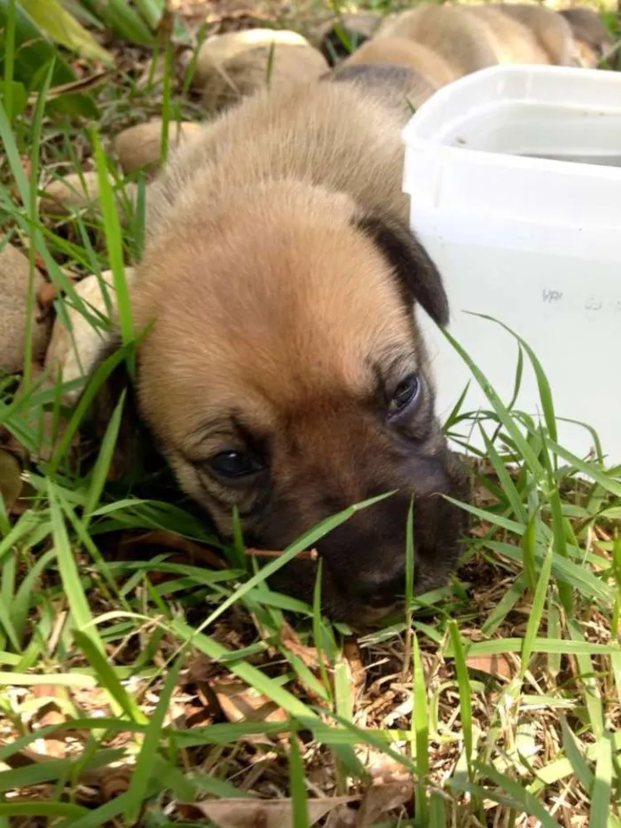 Cachorro ra a boxer com pastor alemão idade Abaixo de 2 meses nome 6 filhotes de boxer