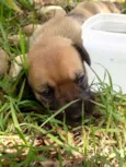 6 filhotes de boxer