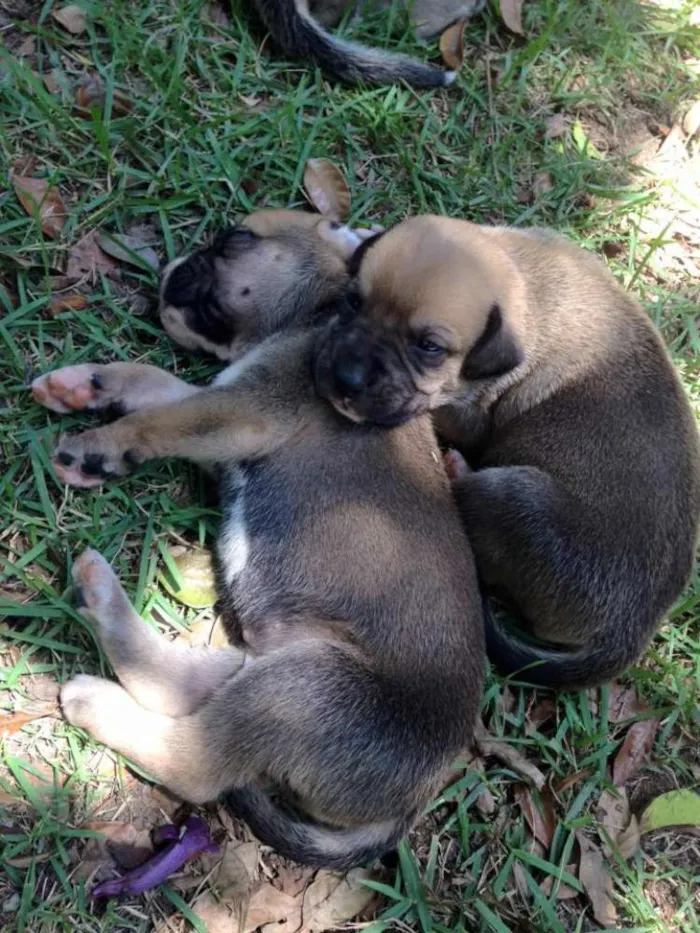 Cachorro ra a boxer com pastor alemão idade Abaixo de 2 meses nome 6 filhotes de boxer