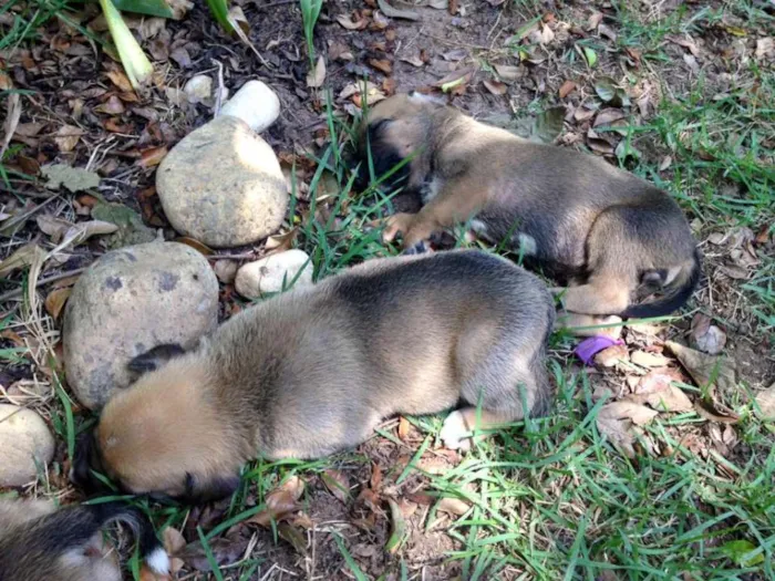 Cachorro ra a boxer com pastor alemão idade Abaixo de 2 meses nome 6 filhotes de boxer