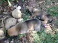 6 filhotes de boxer