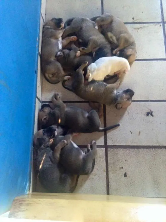 Cachorro ra a boxer com pastor alemão idade Abaixo de 2 meses nome 6 filhotes de boxer