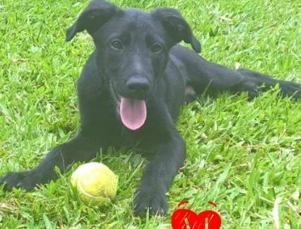 Cachorro ra a SRD idade 2 a 6 meses nome Feroz