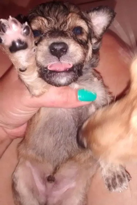 Cachorro ra a Srd idade Abaixo de 2 meses nome Sem nome