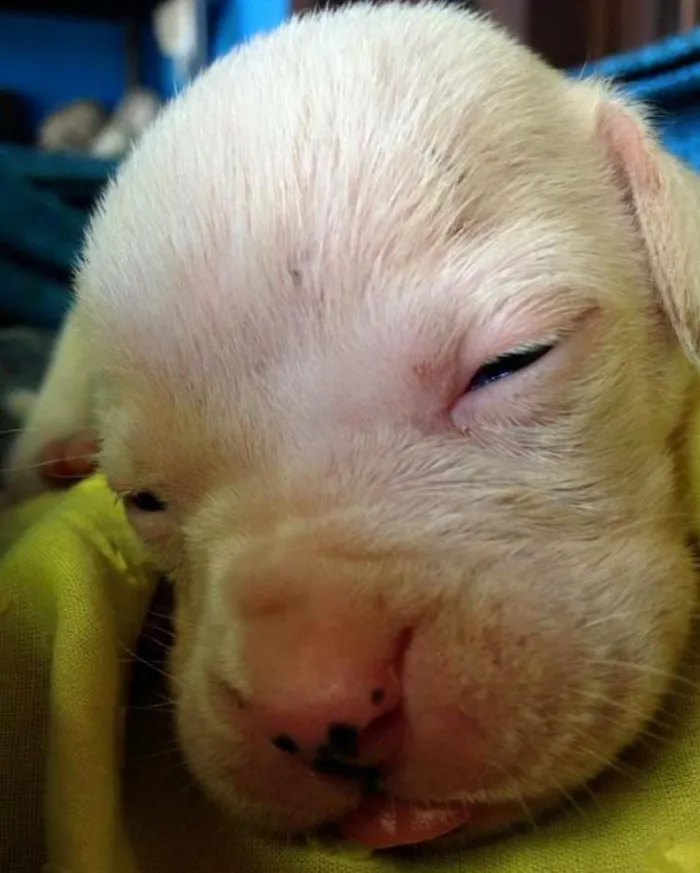 Cachorro ra a boxer com pastor alemão idade Abaixo de 2 meses nome 6 filhotes de boxer