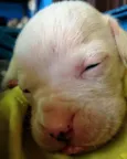 6 filhotes de boxer