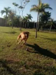 Shake