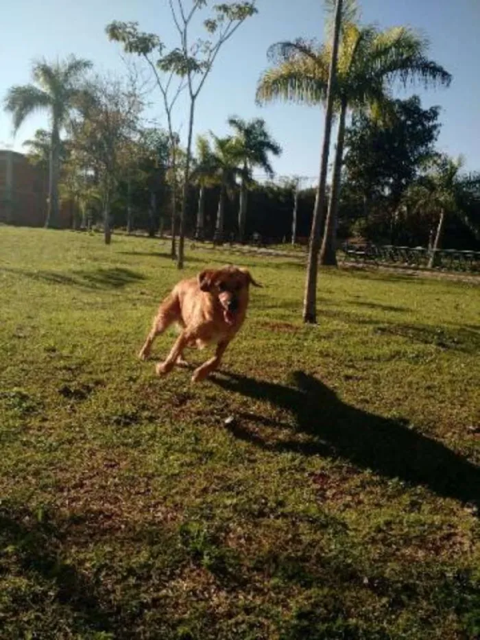 Cachorro ra a Labrador idade 2 anos nome Shake