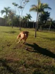Shake
