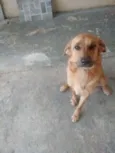 Shake