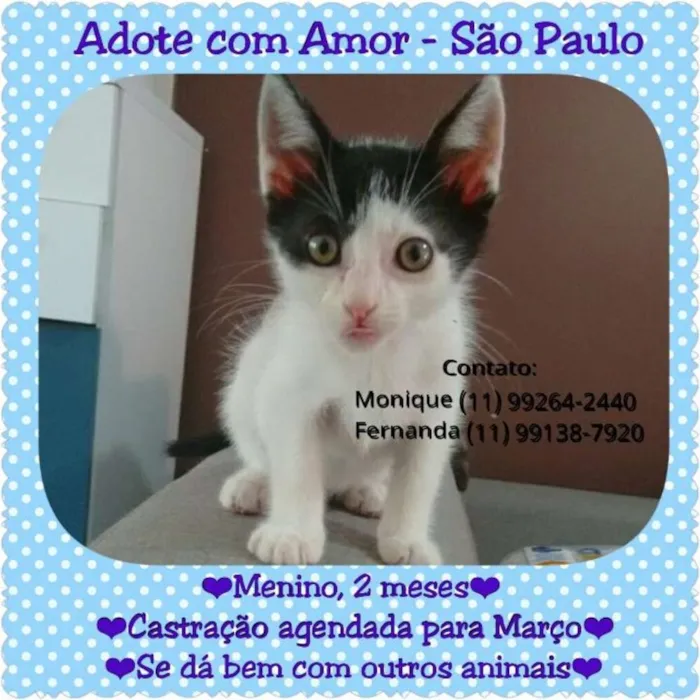 Gato ra a srd idade Abaixo de 2 meses nome jairo
