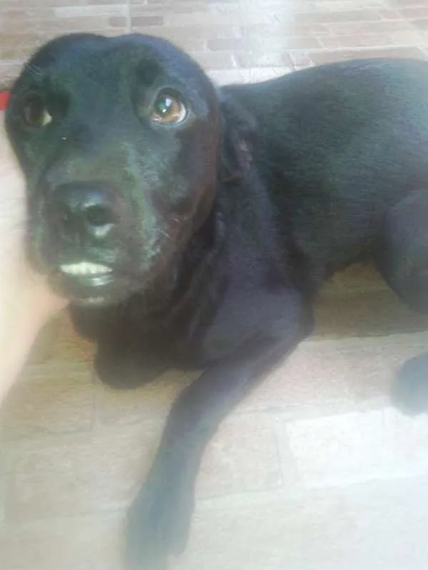 Cachorro ra a SRD idade 7 a 11 meses nome Pretinha