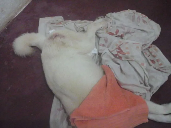 Cachorro raça Angorá idade 1 ano nome Kita