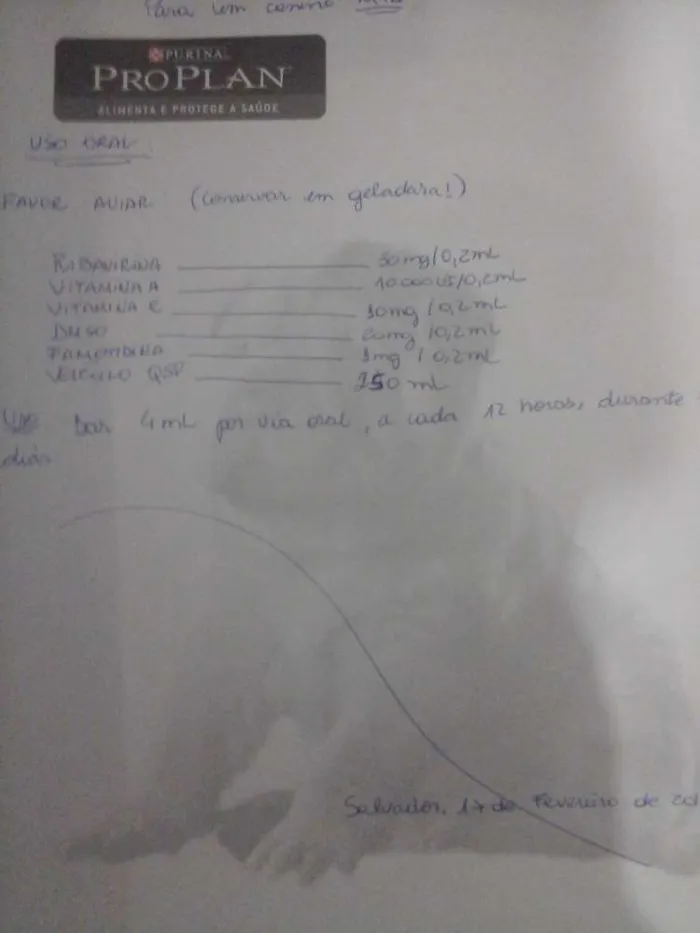 Cachorro raça Angorá idade 1 ano nome Kita