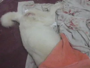 Cachorro raça Angorá idade 1 ano nome Kita