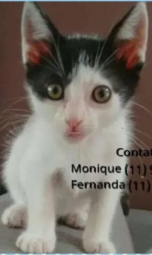Gato raça srd idade Abaixo de 2 meses nome jairo