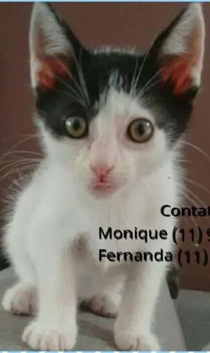 Gato ra a srd idade Abaixo de 2 meses nome jairo