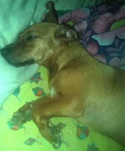 Cachorro raça SRD idade 2 a 6 meses nome Milla