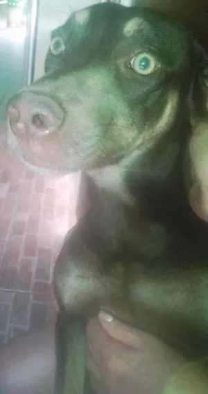 Cachorro raça SRD idade 7 a 11 meses nome Sofia