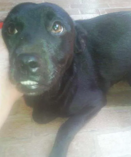 Cachorro ra a SRD idade 7 a 11 meses nome Pretinha