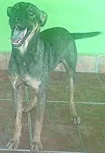 Cachorro raça SRD idade 7 a 11 meses nome Joaozinho