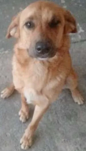 Cachorro raça Labrador idade 2 anos nome Shake