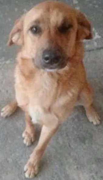 Cachorro ra a Labrador idade 2 anos nome Shake