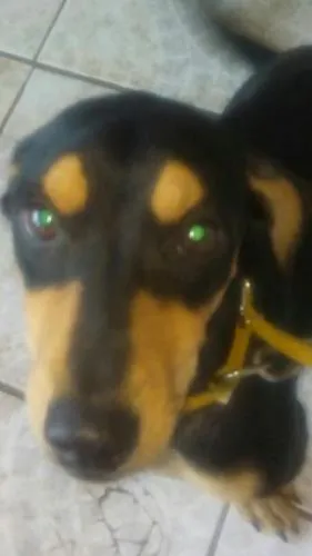 Cachorro raça Vira lata com salshisha idade 1 ano nome Apolo