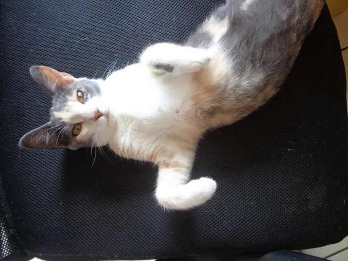 Gato ra a de rua idade 1 ano nome sem nome