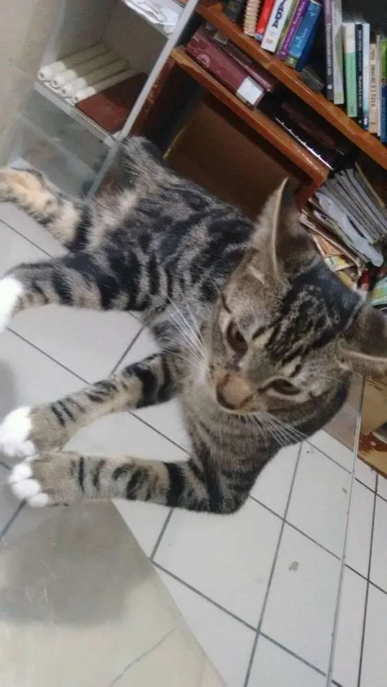 Gato ra a de rua idade 1 ano nome sem nome
