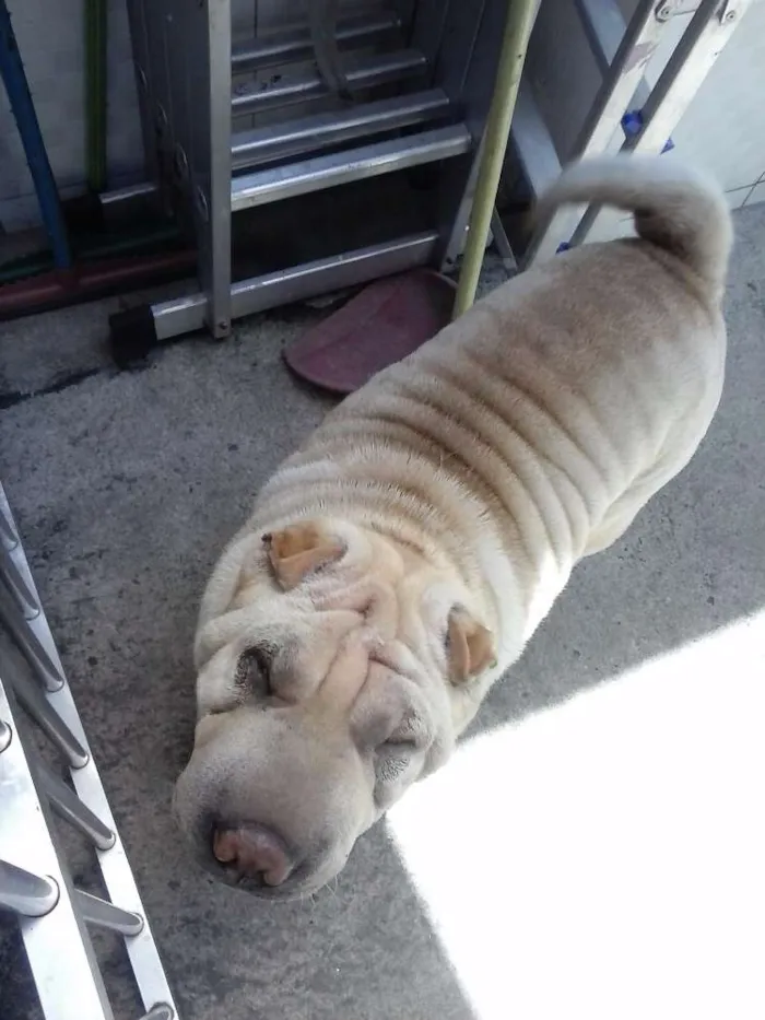 Cachorro ra a Shar Pei idade 3 anos nome FILOMENA