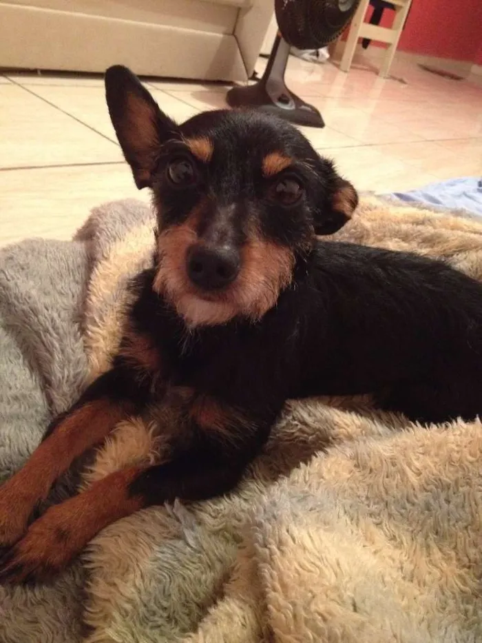 Cachorro ra a viralata idade 4 anos nome Lili GRATIFICA