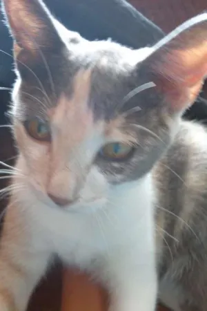 Gato raça de rua idade 1 ano nome sem nome