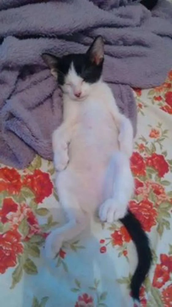 Gato ra a SRD idade 2 a 6 meses nome Bica 