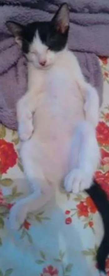 Gato ra a SRD idade 2 a 6 meses nome Bica 